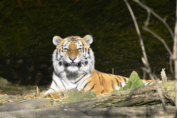 Lächelnder Tiger