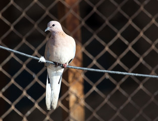 dove on a rope