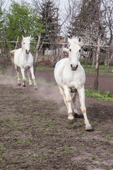 Fototapeta premium Koń