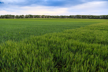 Wheat field