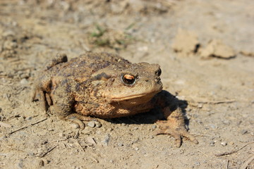 Braune Erdkröte schreitet über erdigen Boden