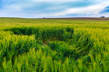 Green fields of wheat