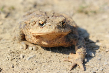 Blick ins Gesicht einer braunen Erdkröte