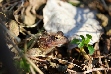 Weiblicher Moorfrosch auf dem Weg zum Laichgewässer