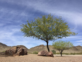 Arizona Mesquite trees in desert backyard