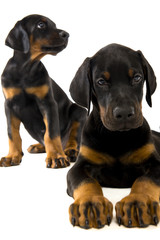 Obraz premium Puppies doberman pinscher