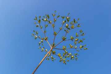 tree with branches under blue sky