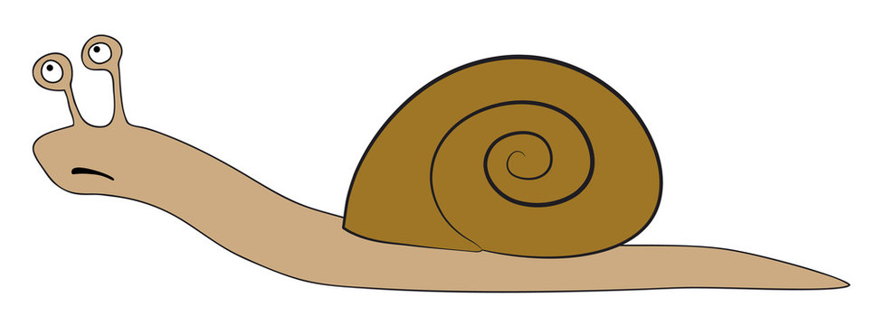 snail