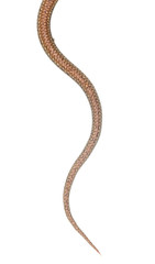 lizard on a white background