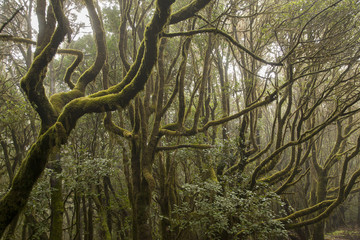 bosco subtropicale di laura-silva