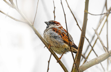sparow bird on a branch