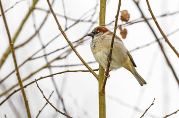 sparrow bird on a branch