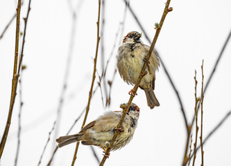 sparows on a branch