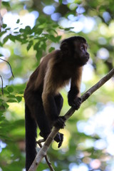 Guyane - Zoo - Août 2014