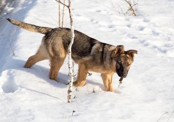 Dog in the snow
