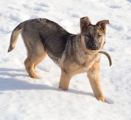 Dog in the snow