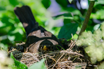 Amsel