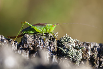 Kurzflügelige Schwertschrecke Conocephalus dorsalis