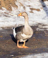 goose winter nature