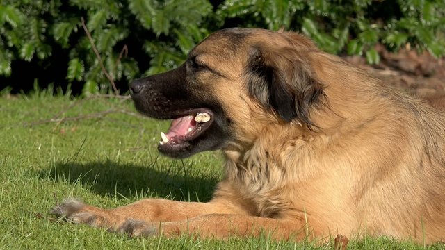 Hund mit Knochen