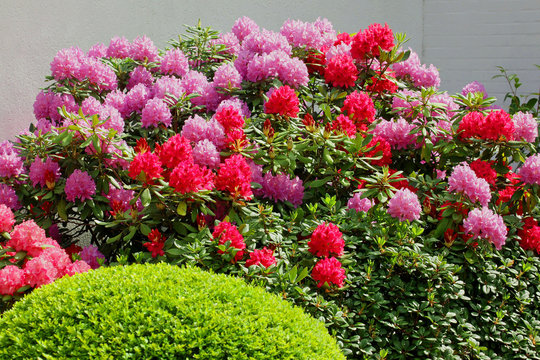 RhododendronBuchsbaum