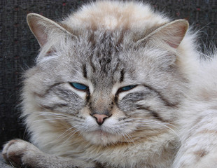 The head is a fluffy cat