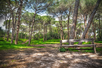 wooden bench in a pine forest in hdr