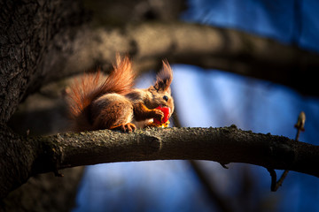 Red Squirrel