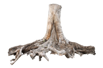 Big tree stump, isolated on white background