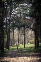 Obraz premium beautiful green forest