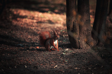 Red Squirrel