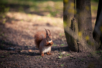 Red Squirrel