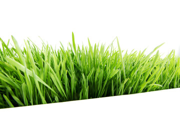 Green grass isolated on white