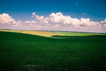 Green grass under blue sky