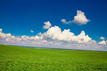 Green grass under blue sky
