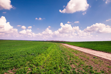 Beatiful morning green field with blue heaven