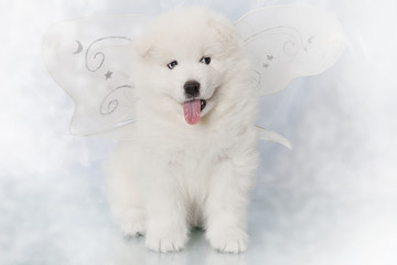 Samoyed puppy one month old