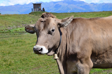 Cow in Alpes