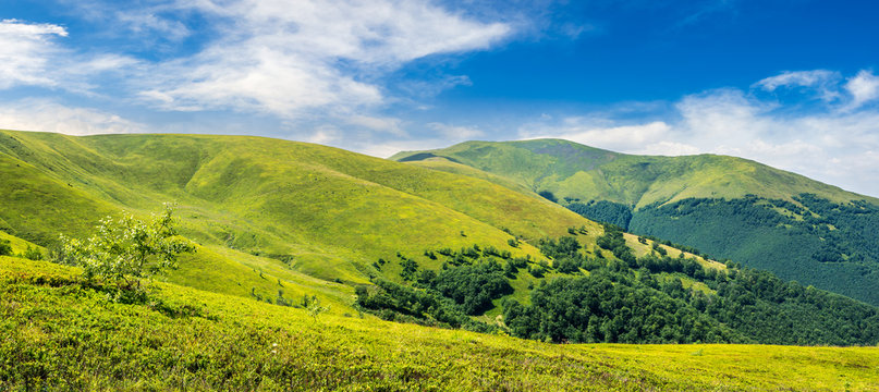 summer green meadow in mountain panorama