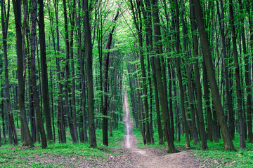 beautiful green forest