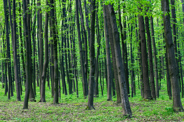 beautiful green forest