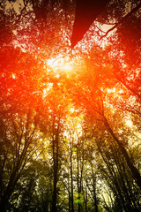 Obraz premium forest trees