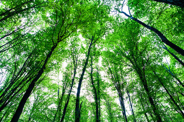 Obraz premium forest trees