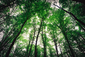 forest trees nature green wood sunlight backgrounds