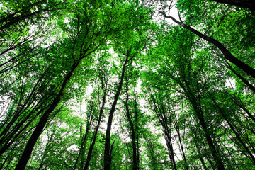 forest trees nature green wood sunlight backgrounds