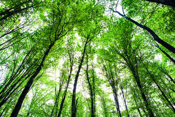 forest trees