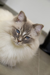 Ragdoll cat with blue eye closeup