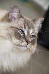 Bright Grey Ragdoll cat with blue eyes