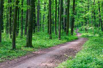 Fototapeta premium beautiful green forest