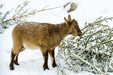 Markhor at the zoo